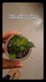 Amo plantinha 🌱
#plantsplantsplants #espadadesãojorge